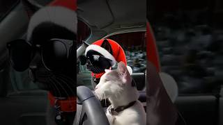 #catlover #catdriving #drivingcat #reels #nightcall #drive #drift #cat  #driftingbus #snow #winter