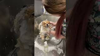 Vlog de Vidu en la pelu #perros #pomerania #pets #pomeranian