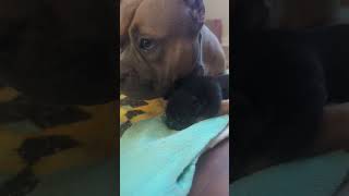 American Bully Mother and Son #puppy #amricanbully #bullybreed