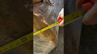 #bigtree #boardfeet #loggingequipment #massivelog #biglogjob