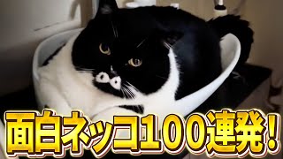 [2ch Animal Thread: 100 Funny Cats in a Row!] Theory that there is no such thing as a normal cat,...