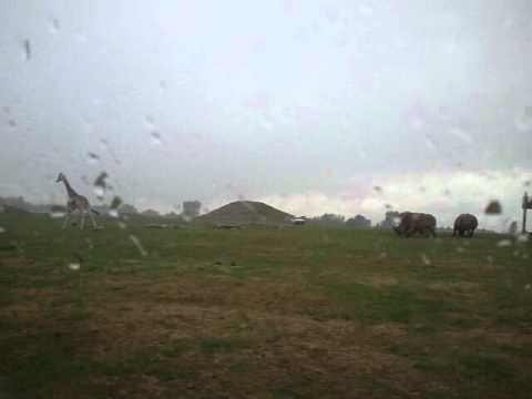 Animals running at safari land