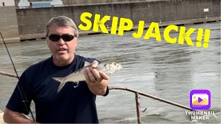 Skipjack update 4-21