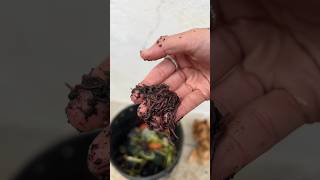 HOW I GOT RID OF FRUIT FLIES #compost #shorts #diy