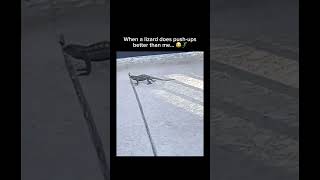 Stay inspired – subscribe for new content! 🔥 #workout #funnyanimals #reptiles