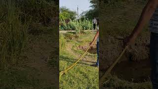 धामण साप बिण विषारी😱🐍😱 #cobra #snake #snakes #snakerescue #snakecages #snakesofinstagram