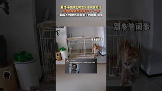 社会新闻|高智商狗狗和自己家笼子干了一架，出来了  |关注我 每日正能量满满|#新闻 #社会 #news  #社会百态 #宠物 #正能量 #dog  #cat #pets