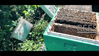 Hive Inspection Sep. 2024 - after ApiLife Var treatment