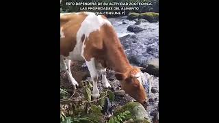 La Vaca mas bonita 🐄🏞️ #sonidosdenaturaleza