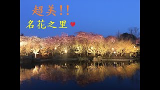 【日本旅遊】超美!!名花之里｜日本最大級燈海花園｜なばなの里