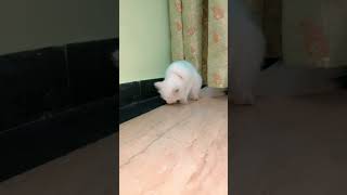 #turkish #pet #turkishangoracat #whitecats #lovepets #catsoft #ilovemycat