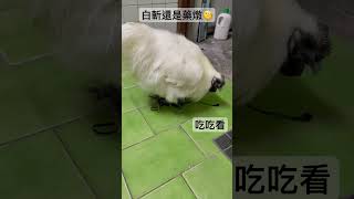 白斬還是藥燉～？ #烏骨雞 #半斤
