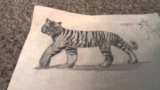 Tiger and wolf drawings (HD)