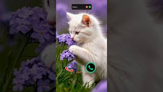 #call #iphone #ringtone #smartphone #ringtones #tech #innovation #iphone15 #mobiletech #cat