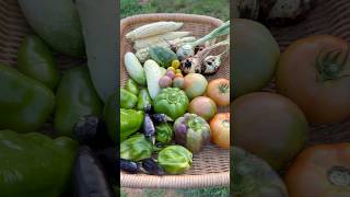 Summer Harvest #harvest #growyourownfood #garden #homegardening #gardening #harvesttime #summer