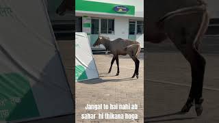 Kuch nahi choda Inshano ne #song #animals #youtubeshorts #bikelover #rajarider #forest