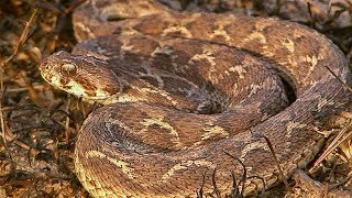 Saw-scaled Viper Makes Incredible Warning Noise before Attacking | Deadly 60 | BBC Earth Explore