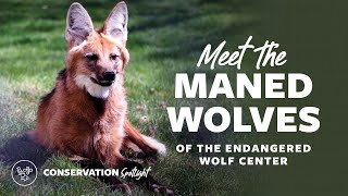 Meet the Maned Wolves of the Endangered Wolf Center