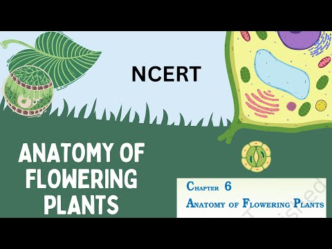 🌿📖 Anatomy of Flowering Plants | NCERT Class 11 Biology | 🌱🔬PART-2