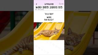 놀이터 점령한 고양이의 반전