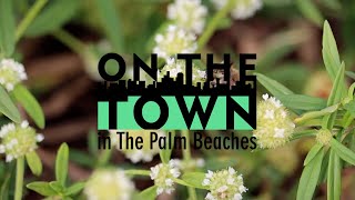 Bee Healthy Honey Farms | On The Town Foodie Adventures