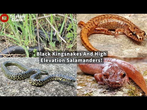 Black Kingsnakes, Pygmy Salamanders, and More! Snake and Salamander Hunting in The Mountains!