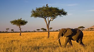 A Journey Through the Untamed Wild Africa (Mini-Documentary)
