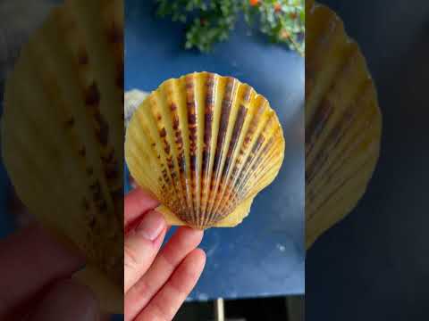 Mussles to Scallops #shellfest #paintinginspiration #paintingprocess