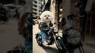 #dog #dogsvideo #cutedog #cutepet #dogpet #petdog #pet #fyp #foryoupage