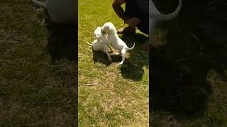 khoon lara karte hein. 😈👿🤬 #punjabi #gultairdog #dog #dogs #dogfight