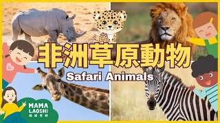 🦁🦓🦒Safari Animals for Kids in Chinese 帶小朋友認識非洲動物 ｜獅子Lion 斑馬Zebra 長頸鹿Giraffe 犀牛Rhino 獵豹Cheetah｜動物科普知識