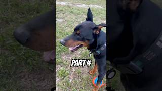 ChuckIt Rope Fetch – Doberman Tug Champ (Part 4 of 7)