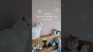 어색한 사이       #고양이일상