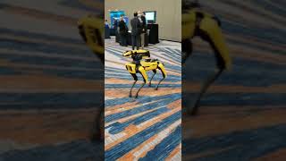 Watch  Robot dog walking