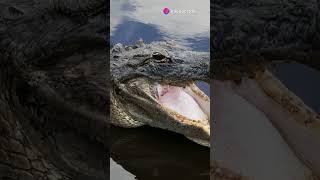 What Are the Most Powerful Animal Bites? 🦈💥 #Facts #Viral #Wildlife #Shorts #Short