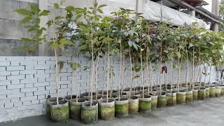 風鈴木,0980870355,森聯茂果樹苗種苗園,風鈴木樹苗,黃金風鈴木,黃花風鈴木,紅花風鈴木,紫花風鈴木,景觀樹苗,景觀花苗