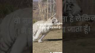 tiger and wolf be very dangerous animal 🐅Vs 🐺 #facts #whowillbemylifepartnerta #animalavengers