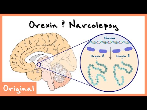 Orexin/Hypocretin Role In Sleep And Narcolepsy Explained (Sleep Neuroscience) | Originals