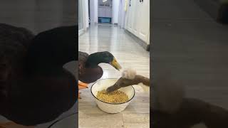 We are coming #duck #adorably #funny #funnyanimals #funnypets #cute #soulmate#interesting