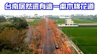 台南新市區旅遊景點》台南居然還有這一處木棉花道，要不是粉絲分享還真的不知道有這個地方
