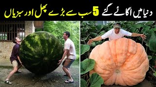 Top 5 Biggest Fruits And Vegetables In The World | NYKI