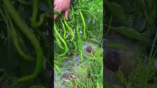 Picking peppers #My rural life #San Rural Areas