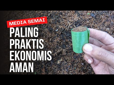 Cara Bikin Media Semai Cabe