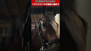 「ベラジオオペラ」宝塚記念まであと2日～オペラの馬体に大接近!?～【ベラジオch】