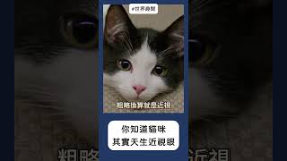 #喵星人 也需要戴眼鏡？牠們竟然天生近視！ #貓