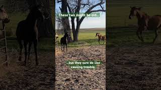 Marley and Decker coming in hot to raise hell #horsesrunning #horsevlog #horses #horsereels