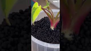 #maplepets #bestfilter #stratumsoil #fluval #fluvalindia #madeinjapan #fishtank #stronggrowthplant