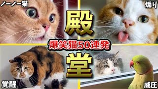 [2ch Animal Thread Hall of Fame Cats] 50 Funny Cat Videos Full of Things to Point Out! Part 1 (Me...
