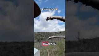 Ticks #outdoors #camping #hunting