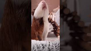 Adorable Guinea Pig #guineapig #cute #pets #animals #petvideos #petcare #fyp #shorts